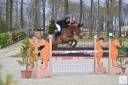 Mare Selle Français For sale 2016 Liver chestnut