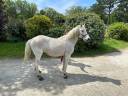 Gelding Other Pony Breed For sale 2006 Grey