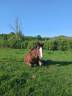 Gelding Breton Heavy Draft For sale 2023 Liver chestnut