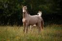 Filly PRE Pure Spanish Bred For sale 2024 Other color
