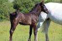 Colt French Saddle Pony For sale 2025 Grey