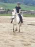 Gelding Other Pony Breed For sale 2015 Grey