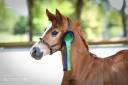 Colt Hanoverian For sale 2025 Chesnut