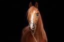 Stallion Arabian Thoroughbred For sale 2017 Chesnut