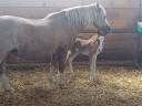 Colt Welsh Pony (Section B) For sale 2025 Chesnut