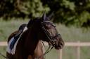 Gelding Lusitano For sale 2013 Dark Bay