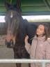 Gelding Other Horse Breed For sale 2012 Bay