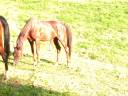 Stallion Arabian Thoroughbred For sale 2009 Chesnut