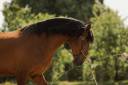 Gelding Lusitano For sale 2016 Bay