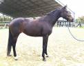 Mare KWPN Dutch Warmblood For sale 2021 Bay