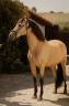 Gelding PRE Pure Spanish Bred For sale 2015 Buckskin