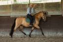 Gelding PRE Pure Spanish Bred For sale 2015 Buckskin