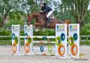 Mare Zangersheide For sale 2018 Chesnut