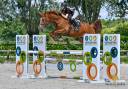 Mare BWP Belgian Warmblood For sale 2020 Chesnut
