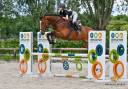 Gelding Zangersheide For sale 2019 Bay