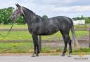 Mare Zangersheide For sale 2019 Grey
