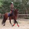 Entire PRE Pure Spanish Bred For sale 2019 Bay