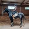 Entire PRE Pure Spanish Bred For sale 2022 Grey