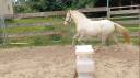 Mare Welsh Part Bred For sale 2022 Coloured