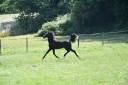 Colt Shagya Arabian For sale 2024 Black
