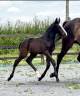 Colt sBs Belgian Warmblood For sale 2025 Dark Bay