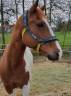 Gelding Quarter For sale 2012 Paint
