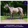 Mare Thoroughbred For sale 2022 Grey