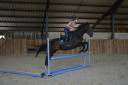 Gelding English Thoroughbred For sale 2021 Bay