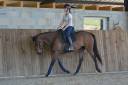 Mare English Thoroughbred For sale 2021 Bay