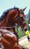 Gelding BWP Belgian Warmblood For sale 2014 Bay