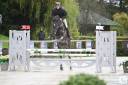 Gelding Zangersheide For sale 2019 Dark Bay