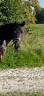 Mare BWP Belgian Warmblood For sale 2018 Bay