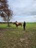 Gelding Pottok  For sale 2009 Coloured