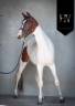 Filly KWPN Dutch Warmblood For sale 2023 Tobiano