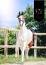 Filly KWPN Dutch Warmblood For sale 2023 Tobiano