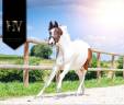 Filly KWPN Dutch Warmblood For sale 2023 Tobiano