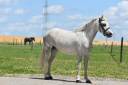 Mare Origin Recorded For sale 2018 Grey