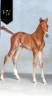 Colt KWPN Dutch Warmblood For sale 2025 Chesnut