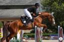 Gelding Selle Français For sale 2019 Chesnut