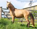 Filly Lusitano For sale 2023 Buckskin