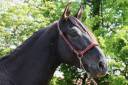 Entire PRE Pure Spanish Bred For sale 2022 Black