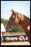Gelding Selle Français For sale 2012 Bay