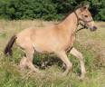 Filly Selle Français For sale 2025 Buckskin