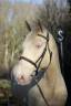 Gelding Lusitano For sale 2016 Cream