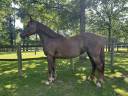 Mare No Origin Recorded For sale 2018 Liver chestnut