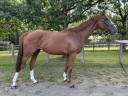 Gelding Irish Thoroughbred For sale 2021 Chesnut
