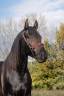 Stallion PRE Pure Spanish Bred For sale 2020 Black