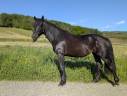 Mare Mérens For sale 2023 Black