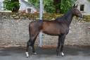 Gelding Thoroughbred For sale 2020 Bay