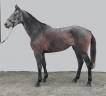 Mare Thoroughbred For sale 2021 Grey